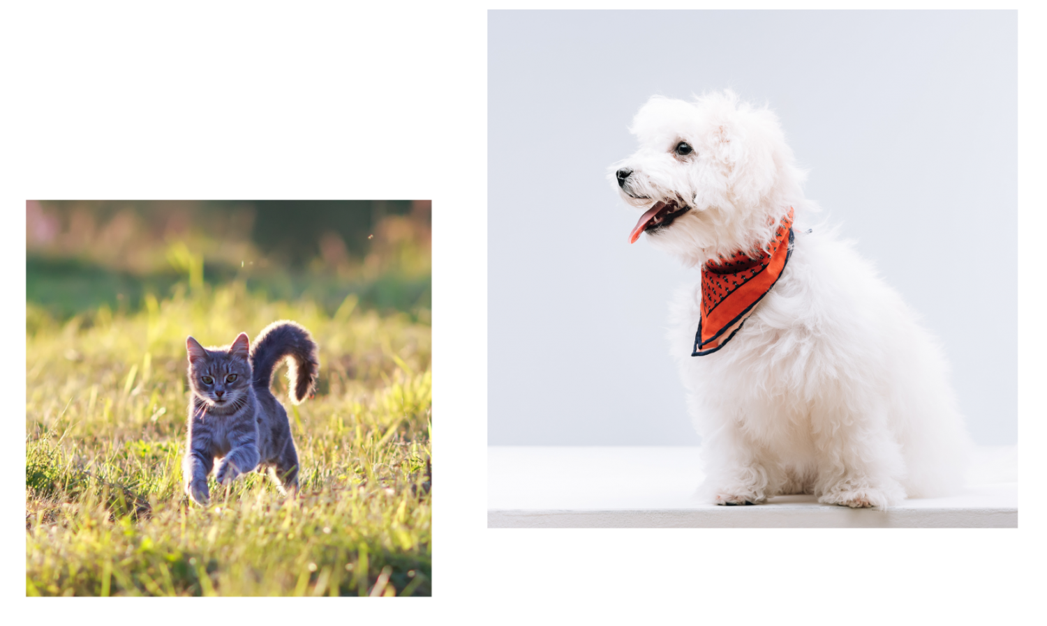 Picture of a white dog and picture of a cat in a grass field