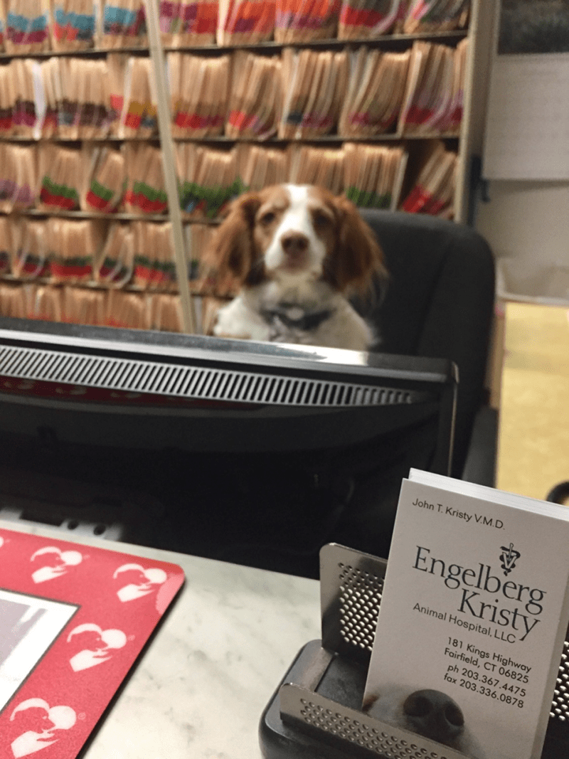 A spaniel waiting patiently at the Engelberg Kristy front desk