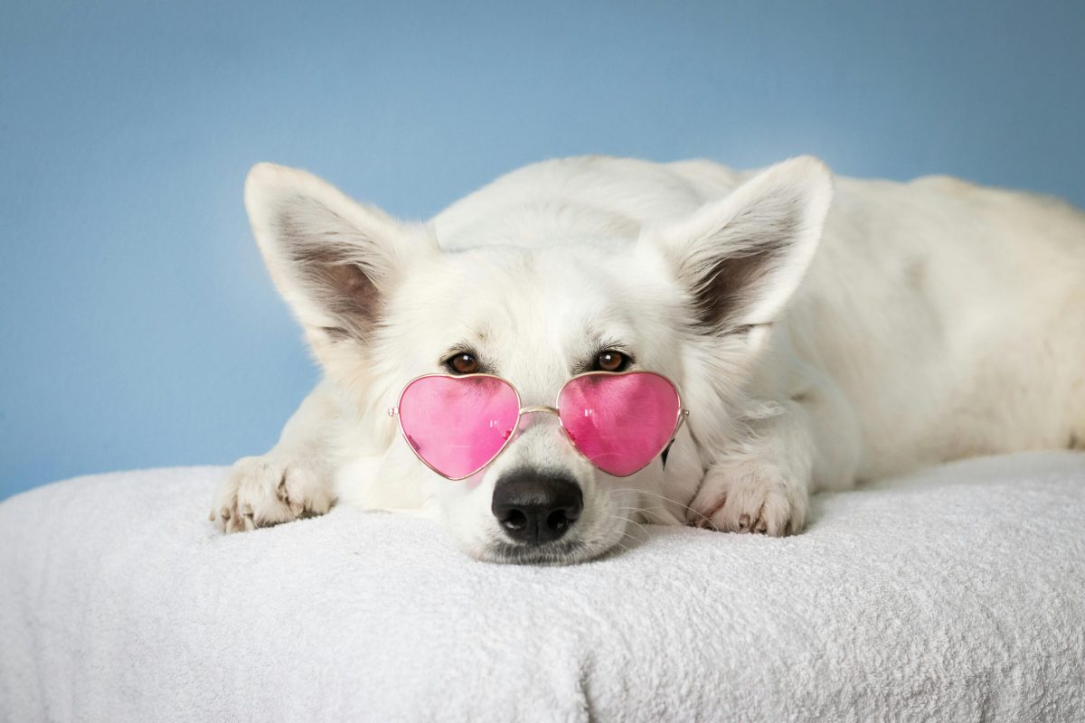 A white dog wearing pink heart sunglasses, relaxed on a blanket