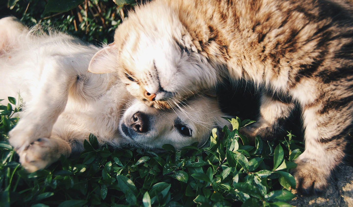 A cat and dog resting together in the grass